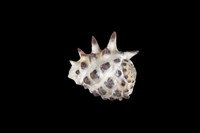 藏品(黃齒岩螺)的圖片